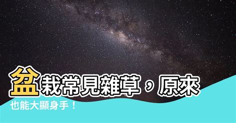 盆栽常見雜草|認識雜草篇